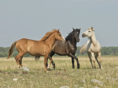 40 frases de cavalo para compreender a magnitude desse animal